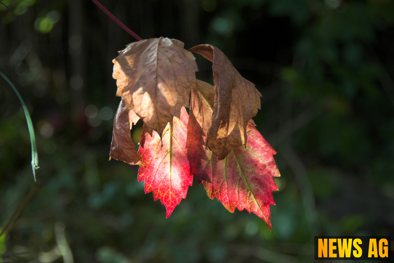 Tragic Death of 10-Year-Old in Floridablanca Highlights Dengue Crisis